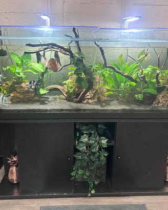 Acquario 500 litri