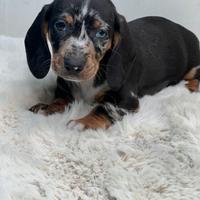 Cuccioli di bassotto