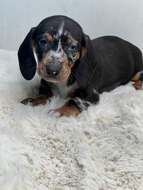 Cuccioli di bassotto