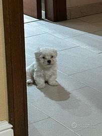 Maltesi