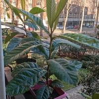 Pianta di nespolo, altezza cm 60, in vaso