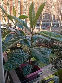 Pianta di nespolo, altezza cm 60, in vaso