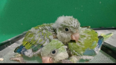 Pulli di parrocchetto Monaco Messina