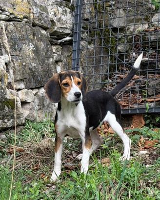 Beagle x Bassotto