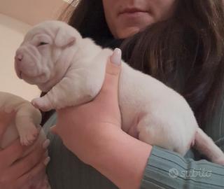 American bully