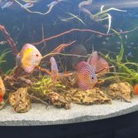 Discus