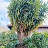 Pianta yucca gigante