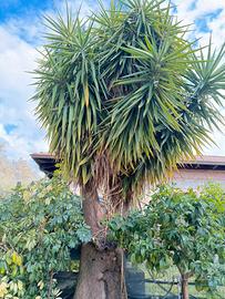 Pianta yucca gigante