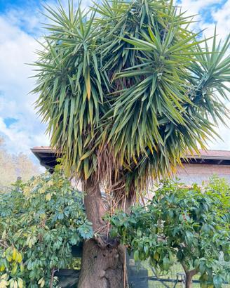 Pianta yucca gigante