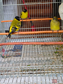 Coppia Lucherini Testa Nera 2023