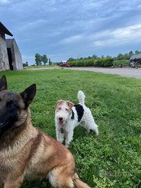 Fox terrier per accoppiamento