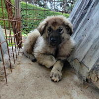 Cucciolo di Pastore del Caucaso