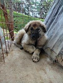 Cucciolo di Pastore del Caucaso