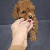 Cucciolo Barboncino Toy