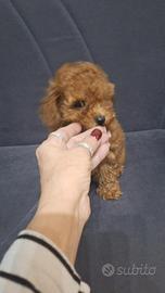 Cucciolo Barboncino Toy