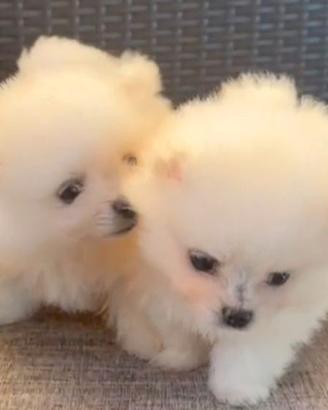 Spitz volpino Pomerania