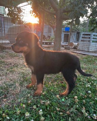 Rottweiler cuccioli
