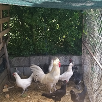 Galline e galli ovaiole miste