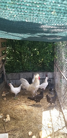Galline e galli ovaiole miste