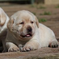 Cuccioli di labrador color giallo