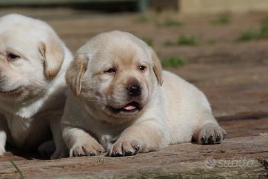 Cuccioli di labrador color giallo