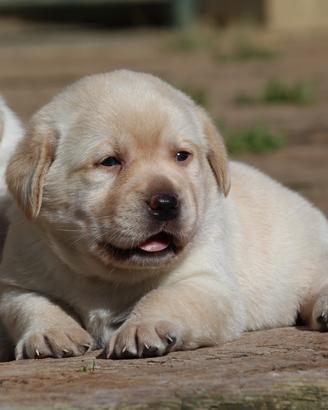 Cuccioli di labrador color giallo