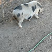 Mini pig