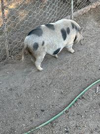 Mini pig