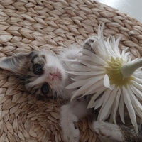 Gatto occhi belli e grandi