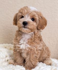 Martino maltipoo - pagamento agevolato