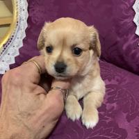 MALTIPOO maltese barboncino