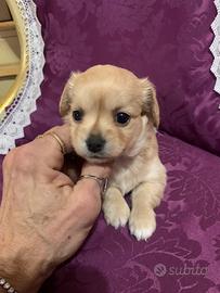 MALTIPOO maltese barboncino