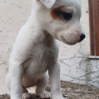 Cuccioli di jack Russell