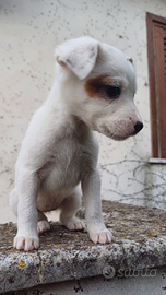 Cuccioli di jack Russell