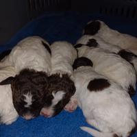 Cuccioli di lagotto romagnolo