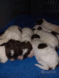 Cuccioli di lagotto romagnolo