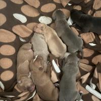 Pitbull alta geneaologia