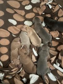 Pitbull alta geneaologia