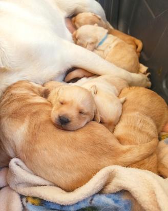 Cuccioli Labrador Retriever miele