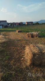 Balle di fieno