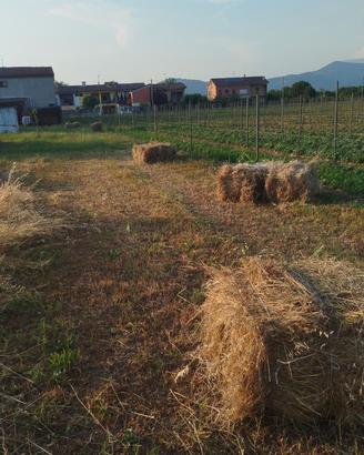 Balle di fieno