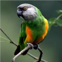 Pappagallo del senegal allevato o pullo