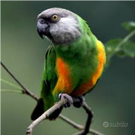 Pappagallo del senegal allevato o pullo