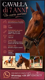 🏇🏽CAVALLA anglo-araba salta 120cm in casa 