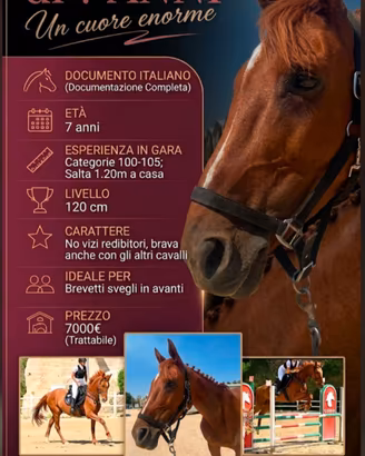 🏇🏽CAVALLA anglo-araba salta 120cm in casa 