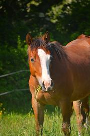 Quarter Horse Spooks gotta lime x Gunnatrashya