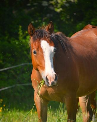 Quarter Horse Spooks gotta lime x Gunnatrashya