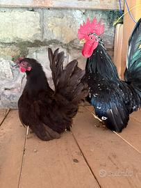 Disponibile galline nane di brasile