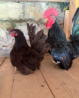Disponibile galline nane di brasile