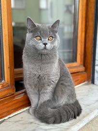 Maschio disponibile per Monta